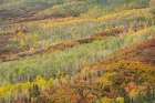 USA-Colorado-Uncompahgre National Forest Autumn-colored forest Art Print